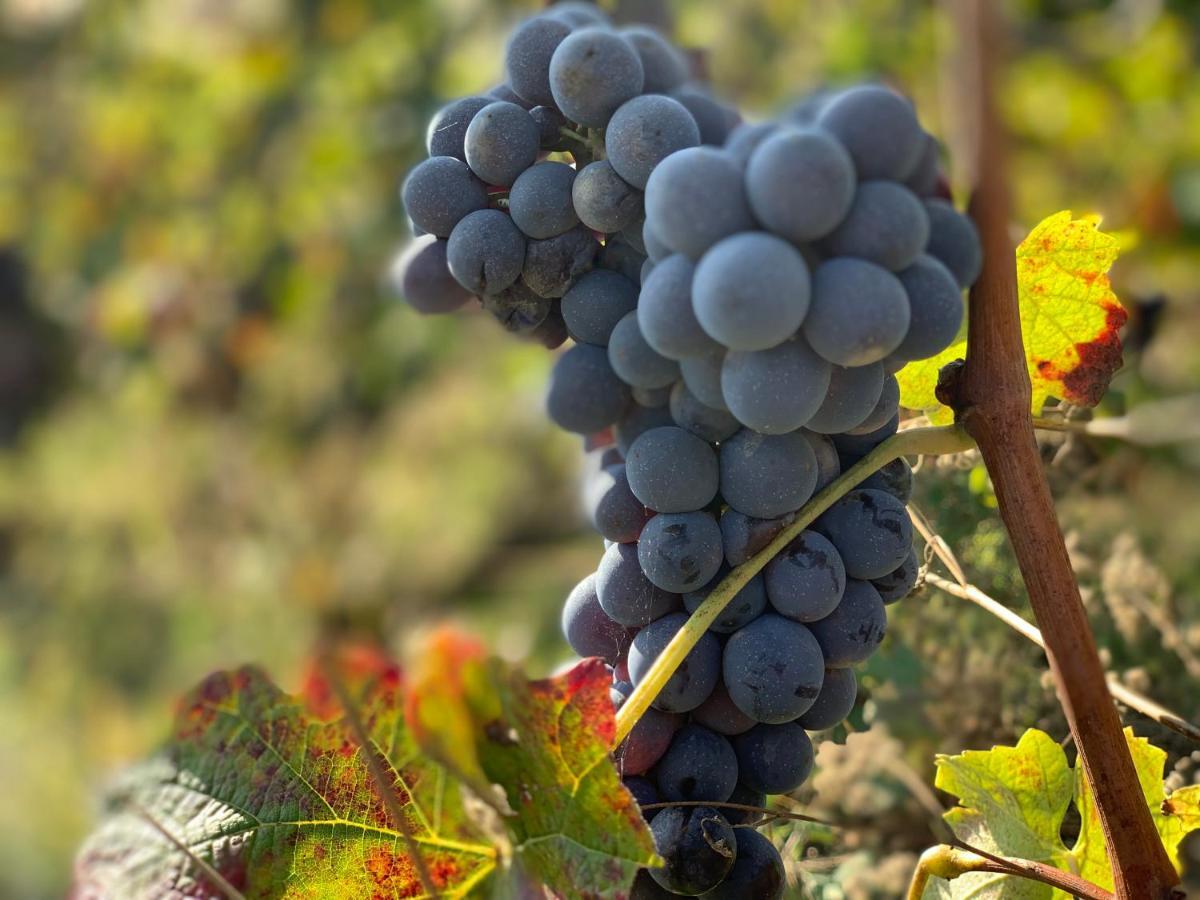 Naturalmente Wine Resort 알리아노 테르메 외부 사진